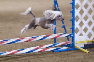 1200px-Chinese_Crested_hairless_agility