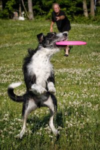 Disc_Dog