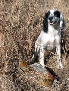 Kerygma_Cockers_Echo_&_Pheasant